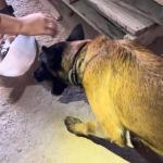 KONA LOCALIZA DROGAS E AJUDA EM PRISÃO