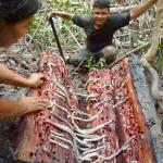 TURU: TESOURO DA AMAZÔNIA