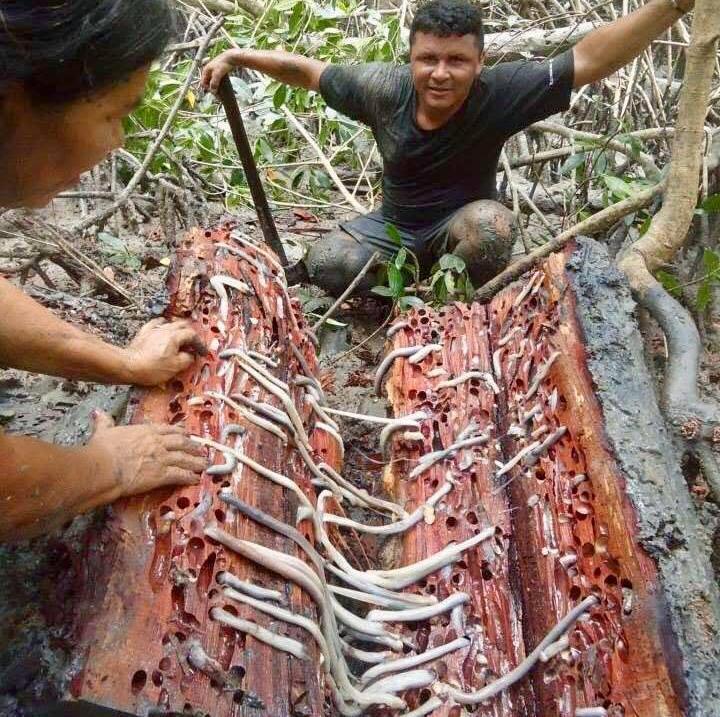 TURU: TESOURO DA AMAZÔNIA